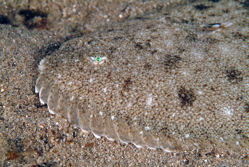 Sogliola di Porto Badisco